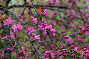 Apple trees and cherries bloom, plums, pears and flowers bloom. 