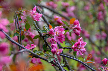 Apple trees and cherries bloom, plums, pears and flowers bloom. 