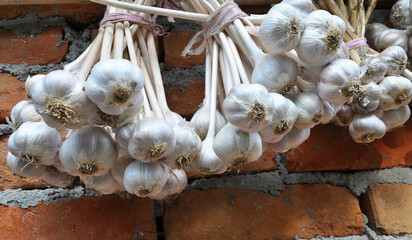 Garlic harvested on the wall