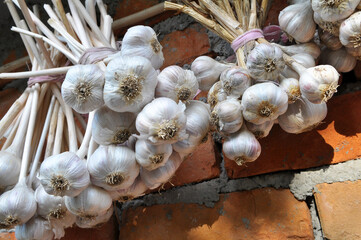 Garlic harvested on the wall