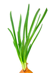Obraz premium Leek vegetable isolated on a white background