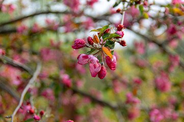Apple trees and cherries bloom, plums, pears and flowers bloom. 