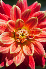 Colorful Dahlia Close-up
