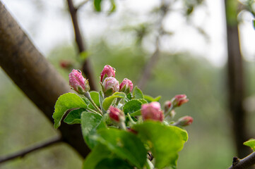 Apple trees and cherries bloom, plums, pears and flowers bloom. 