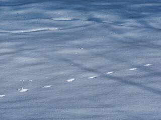 Animal tracks in fresh snow 