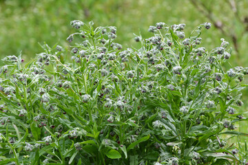 Cynoglossum officinale blooms in nature
