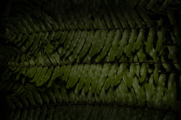 Green fern leaves texture background Blue tone dark at phuket Thailand.