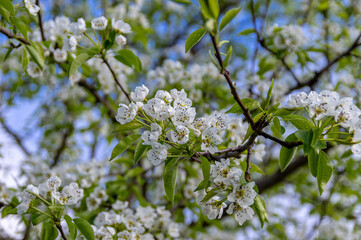 Apple trees and cherries bloom, plums, pears and flowers bloom. 
