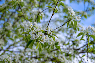 Apple trees and cherries bloom, plums, pears and flowers bloom. 