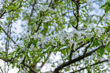 Apple trees and cherries bloom, plums, pears and flowers bloom. 