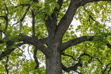 Fototapeta premium Tree branches and leaves of oak tree