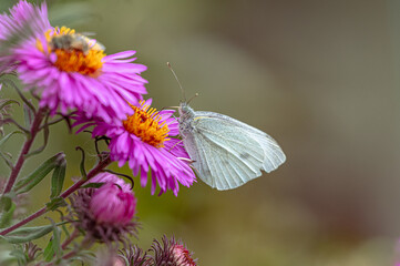 A butterfly on a purple graceful flower.  