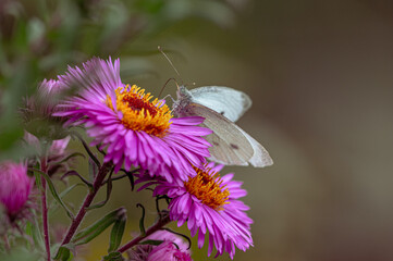 A butterfly on a purple graceful flower.  