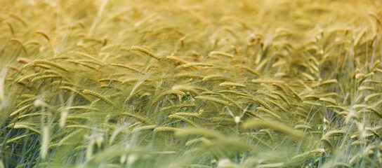 Wheat Field Panorama