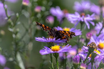A butterfly on a purple graceful flower.  