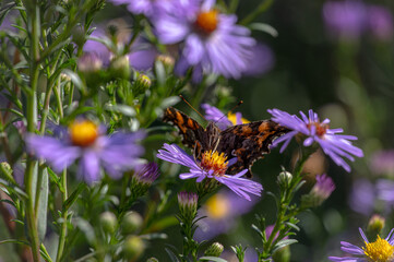 A butterfly on a purple graceful flower.  