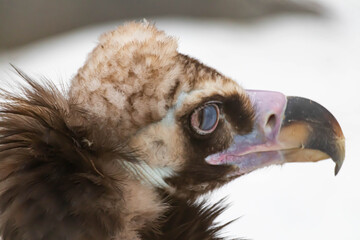 Portrait of an alert griffin sitting on the ground. Natural close-up of a bird of prey. Vulture.