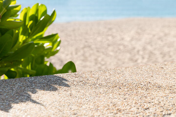 Natural leaves tree branch shadows and sunlight dappled on wall