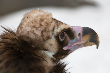 Portrait of an alert griffin sitting on the ground. Natural close-up of a bird of prey. Vulture.