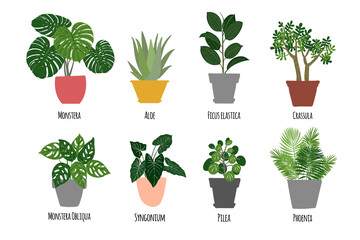 Houseplants. Tropical plants in pots. Exotic flowers. Monstera, Aloe, Ficus elastica, Crassula, Monstera Obliqua, Syngonium, Pilea, Phoentx