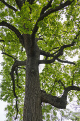 Tree branches and leaves of oak tree
