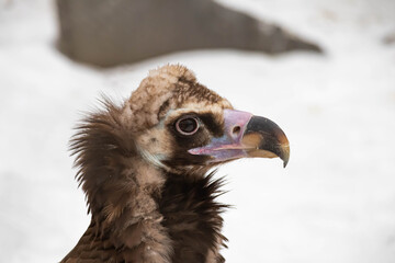 Portrait of an alert griffin sitting on the ground. Natural close-up of a bird of prey. Vulture.