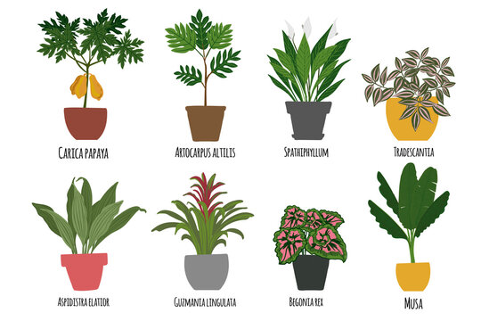 Houseplants. Tropical plants in pots. Exotic flowers. Papaya, Artocarpus altilis, Spathillum, Tradescantia, Begomia, Guzmania lingulata, Musa