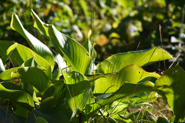 Green Plant Folio with defined pattern