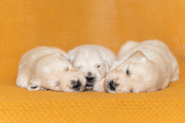 Tre porcellini golden retriever