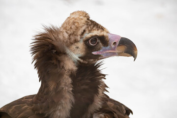 Portrait of an alert griffin sitting on the ground. Natural close-up of a bird of prey. Vulture.