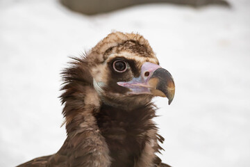 Portrait of an alert griffin sitting on the ground. Natural close-up of a bird of prey. Vulture.