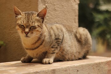 Obraz premium portrait of a cat closing eyes