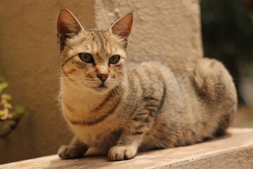 portrait of a cat sitting and posing