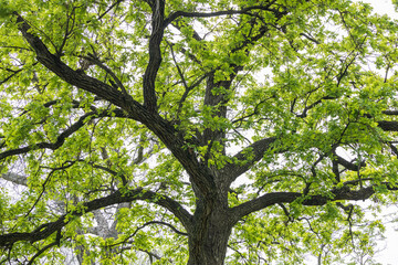 Tree branches and leaves of oak tree