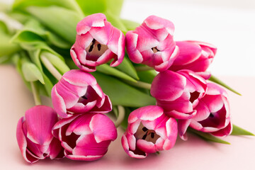Różowe, kwitnące tulipany, leżące kwiaty w bukiecie