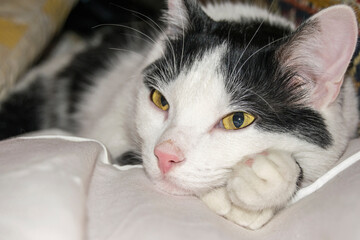 Portrait of a black and white cat with yellow eyes. Head and paw close-up, it watching.