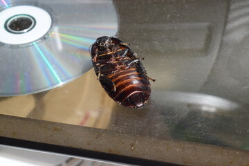 Dead Madagascar hissing cockroach on a cd-rom
