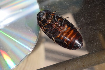 Dead Madagascar hissing cockroach on a cd-rom