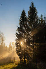 Sunbeams pour through trees in early morning. Light shining in foggy morning forest. Selective focus.