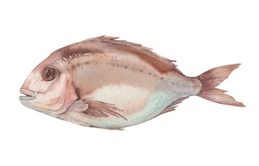 Pink sea bream (pagellus). Watercolor illustration on white background.
