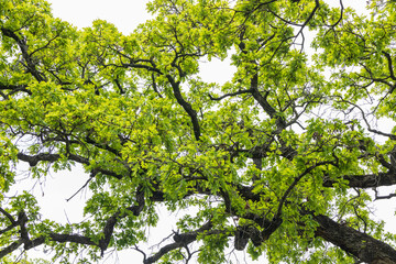 Tree branches and leaves of oak tree