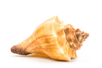 Sea shell