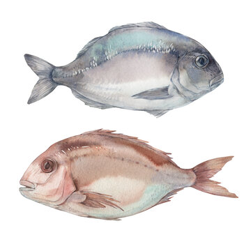 Set of fish. Dorado Fish and pink sea bream.  Watercolor illustration on white background.