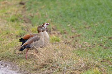 Nilgänse stehen nebeneinander am Wegrand