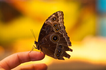 blurred image of a large butterfly sitting on a female hand, butterflies exhibition