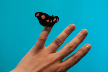 blurred image of a large butterfly sitting on a female hand, butterflies exhibition