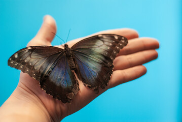 blurred image of a large butterfly sitting on a female hand, butterflies exhibition