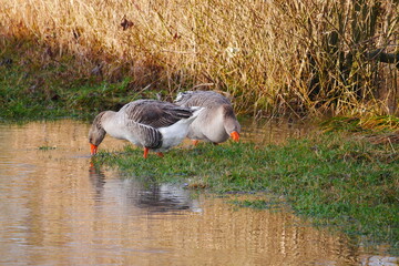Two gray geese search for fodder on the grass bank of a flood