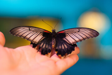 blurred image of a large butterfly sitting on a female hand, butterflies exhibition