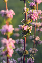 pink and purple flowers